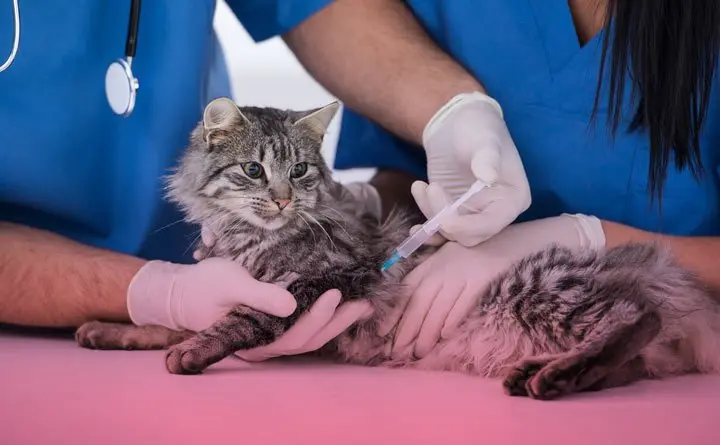 تأثیر واکسیناسیون در سلامتی گربه